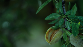 Almond