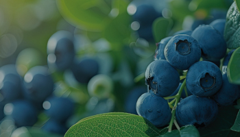 Blueberry