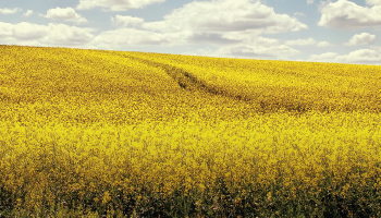 Canola