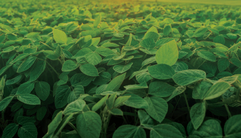 Soybean