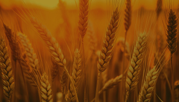 Wheat