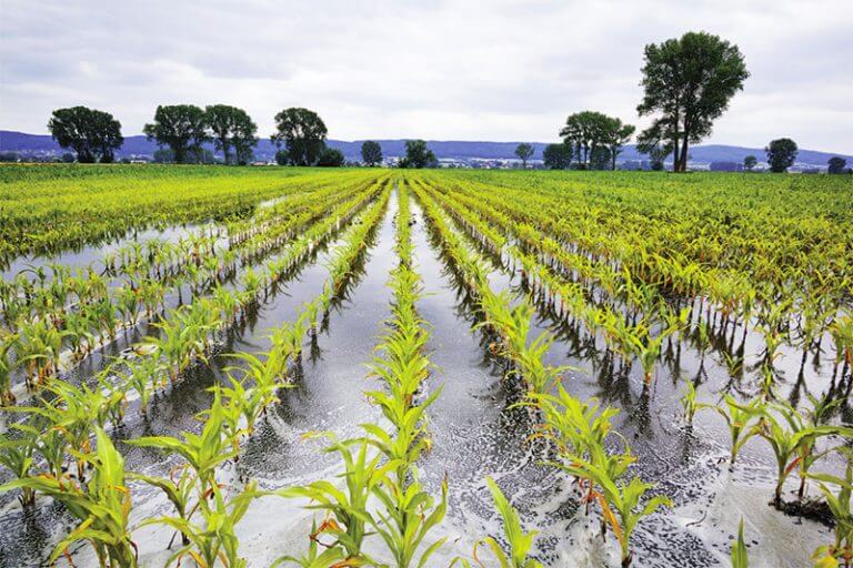 Waterlogging and Wet Soils: Can Crops Recover?