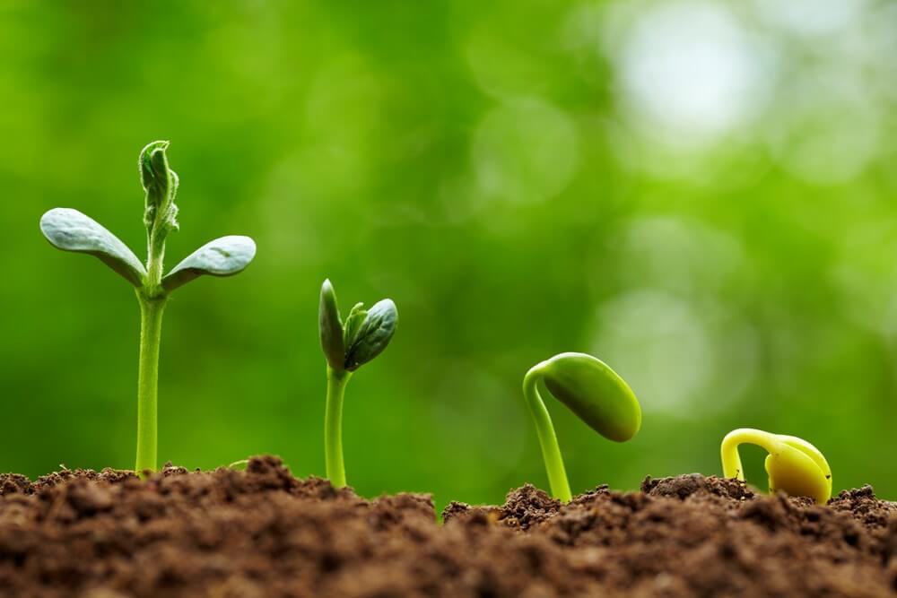 Pure capsaicin powder supplier Pure capsaicin powder supplier